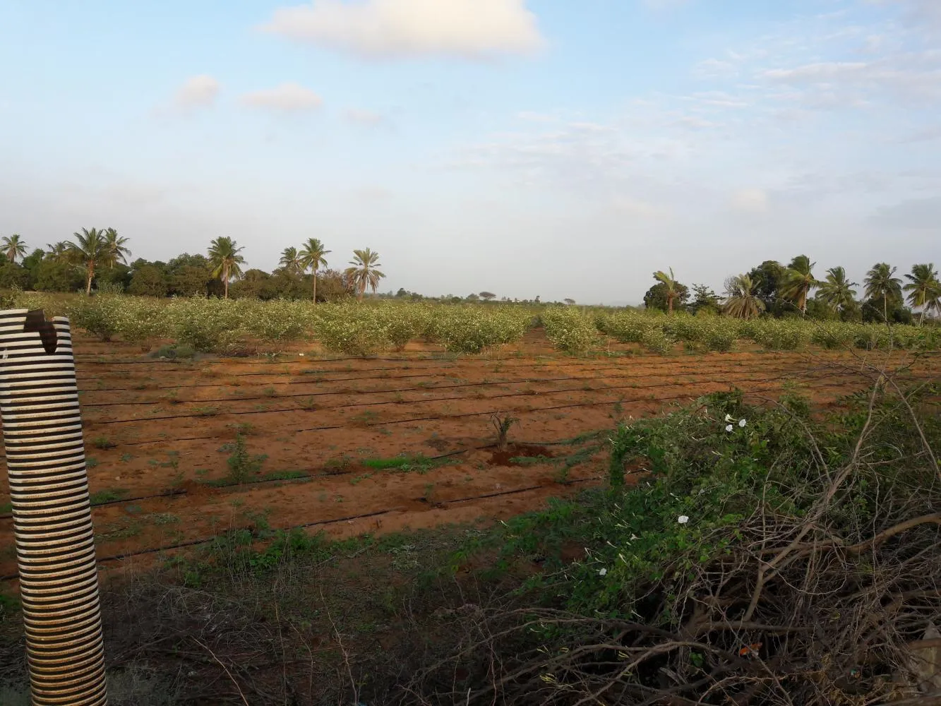 Hamirsar Lake in Kutch Gujarat