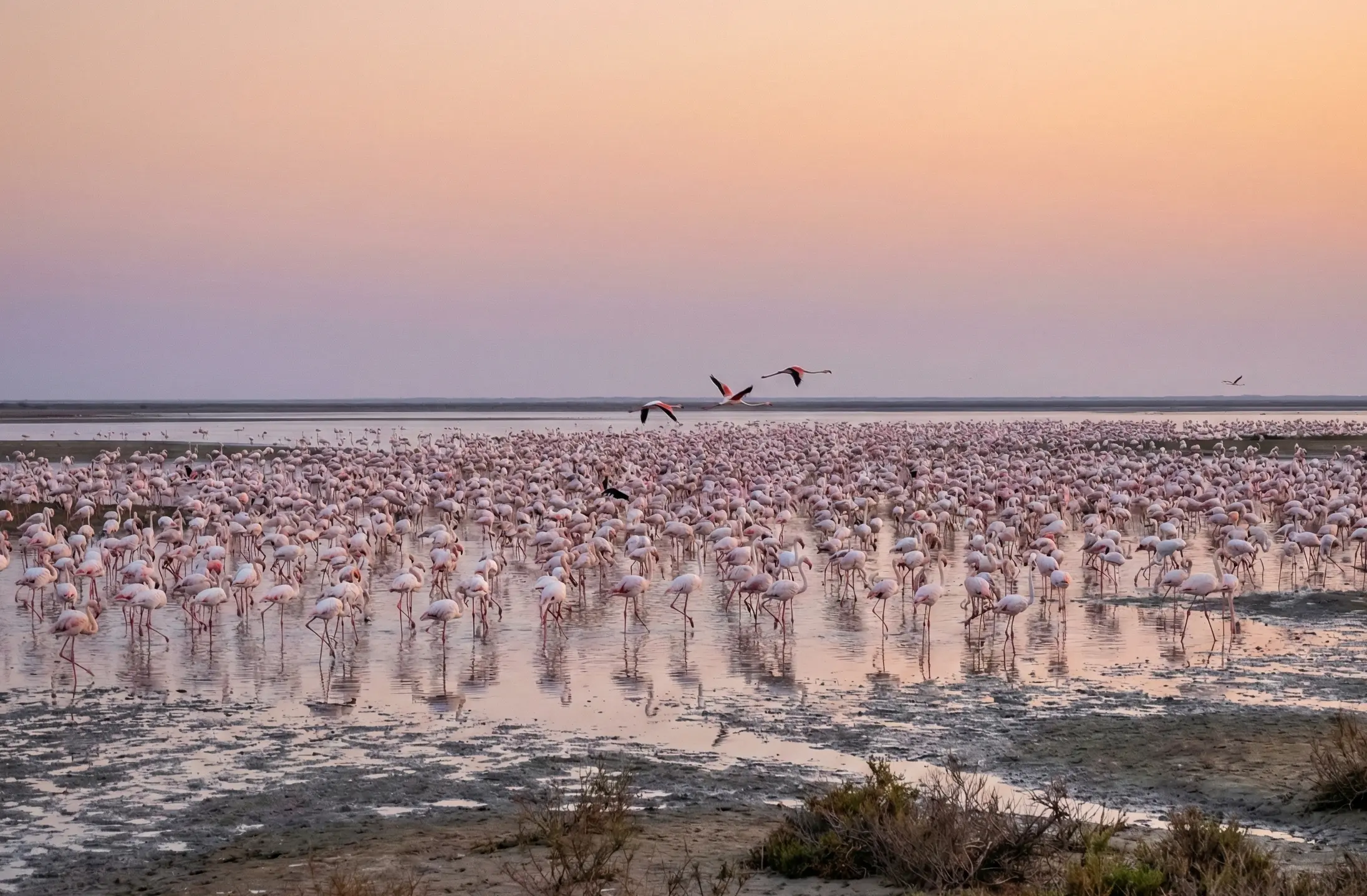 Banni Grasslands in Kutch Gujarat